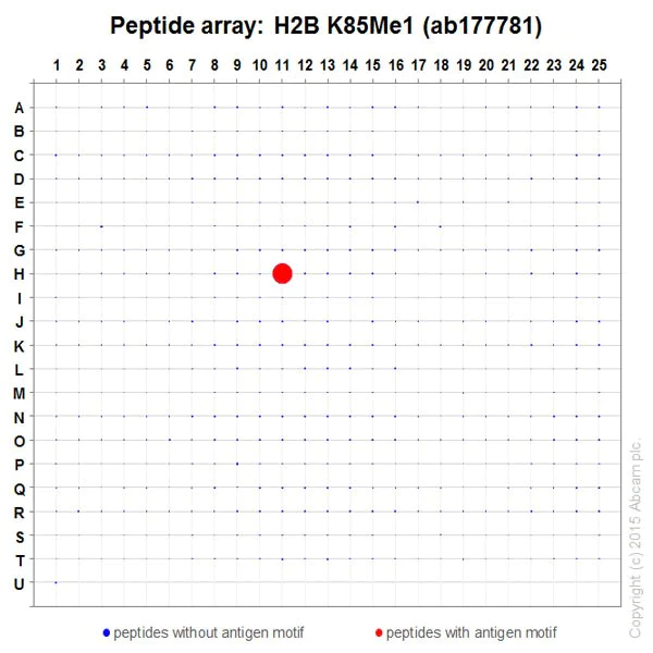 Peptide Array - Anti-Histone H2B (mono methyl K85) antibody [EPR17613] - BSA and Azide free (AB249993)