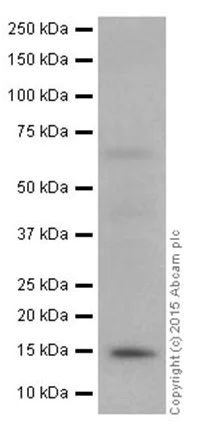 Western blot - Anti-Histone H2B (mono methyl K85) antibody [EPR17613] - BSA and Azide free (AB249993)