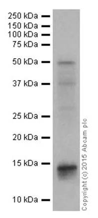 Western blot - Anti-Histone H2B (mono methyl K85) antibody [EPR17613] - BSA and Azide free (AB249993)