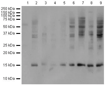 Western blot - Anti-Histone H2B (mono methyl K85) antibody [EPR17613] - BSA and Azide free (AB249993)