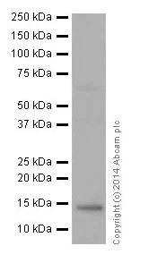 Western blot - Anti-Histone H2B (mono methyl R79) antibody [EPR17612] (AB177779)
