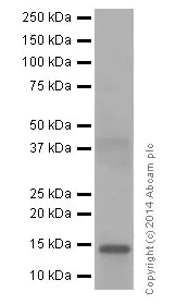Western blot - Anti-Histone H2B (mono methyl R79) antibody [EPR17612] (AB177779)