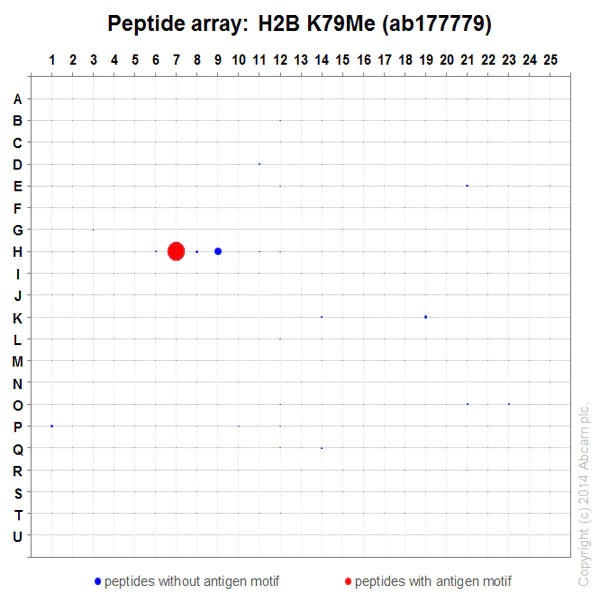 Peptide Array - Anti-Histone H2B (mono methyl R79) antibody [EPR17612] - BSA and Azide free (AB249992)