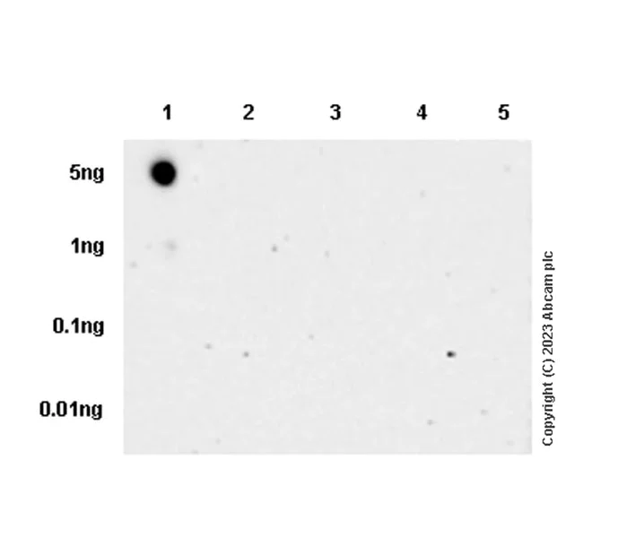 Dot Blot - Anti-Histone H2B (mutated E76K) antibody [EPR27298-41] (AB313789)