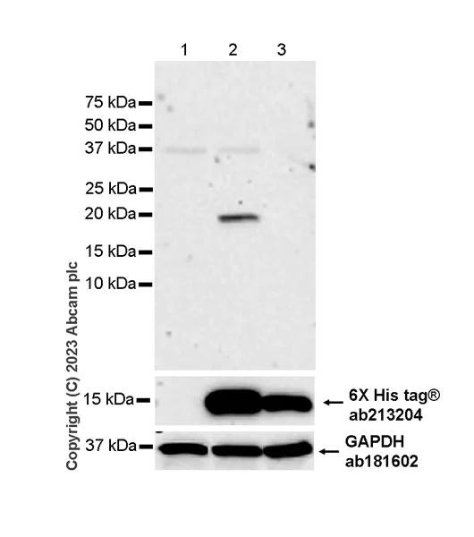 Western blot - Anti-Histone H2B (mutated E76K) antibody [EPR27298-41] (AB313789)