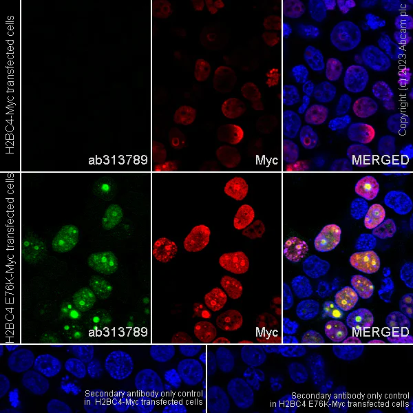 Immunocytochemistry/ Immunofluorescence - Anti-Histone H2B (mutated E76K) antibody [EPR27298-41] - BSA and Azide free (AB313790)