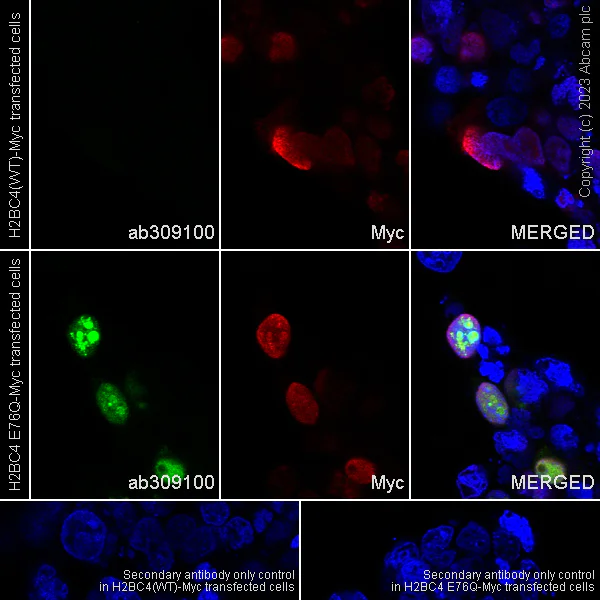 Immunocytochemistry/ Immunofluorescence - Anti-Histone H2B (mutated E76Q) antibody [EPR27299-85] - BSA and Azide free (AB309101)