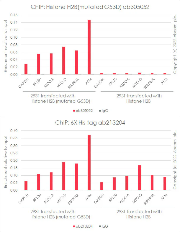 ChIP - Anti-Histone H2B (mutated G53D) antibody [EPR26428-35] (AB305052)