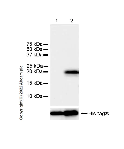 Western blot - Anti-Histone H2B (mutated G53D) antibody [EPR26428-35] (AB305052)