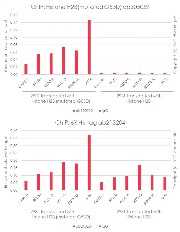 ChIP - Anti-Histone H2B (mutated G53D) antibody [EPR26428-35] - BSA and Azide free (AB305053)