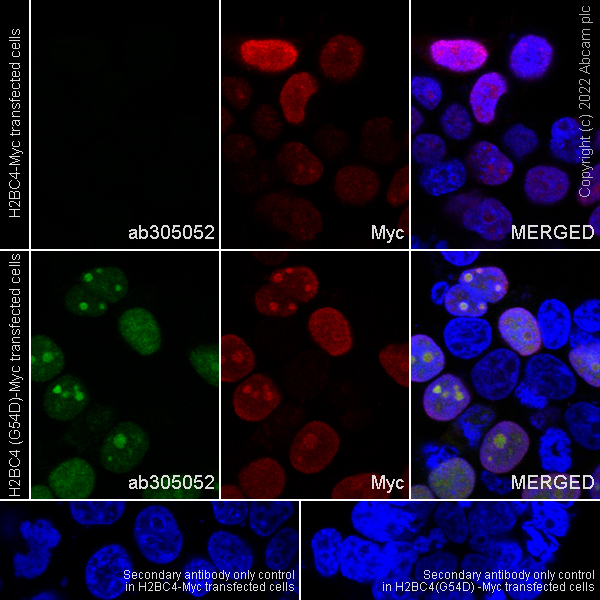 Immunocytochemistry - Anti-Histone H2B (mutated G53D) antibody [EPR26428-35] - BSA and Azide free (AB305053), expandable thumbnail
