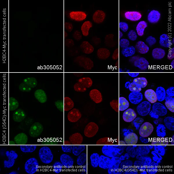 Immunocytochemistry - Anti-Histone H2B (mutated G53D) antibody [EPR26428-35] - BSA and Azide free (AB305053)