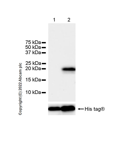Western blot - Anti-Histone H2B (mutated G53D) antibody [EPR26428-35] - BSA and Azide free (AB305053), expandable thumbnail