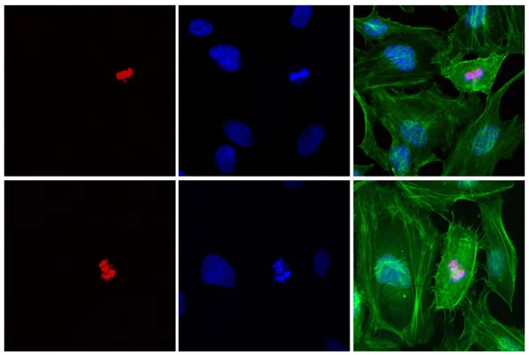 Immunocytochemistry/ Immunofluorescence - Anti-Histone H2B (phospho S14) antibody [RM238] (AB222762)