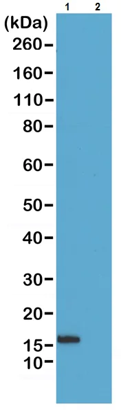 Western blot - Anti-Histone H2B (phospho S14) antibody [RM238] (AB222762)