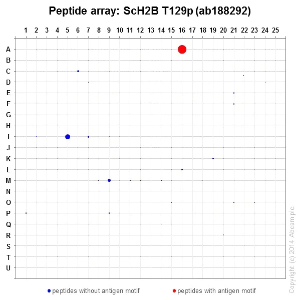 Peptide Array - Anti-Histone H2B (phospho T129) antibody [EPR18095] - BSA and Azide free (AB250945)
