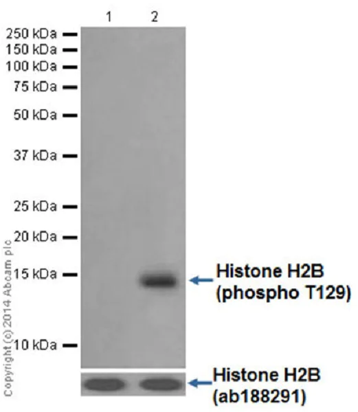 Western blot - Anti-Histone H2B (phospho T129) antibody [EPR18095] - BSA and Azide free (AB250945)