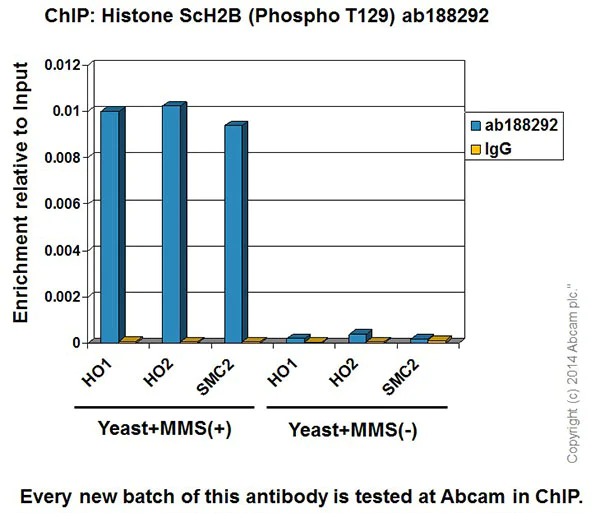 ChIP - Anti-Histone H2B (phospho T129) antibody [EPR18095] - ChIP Grade (AB188292)