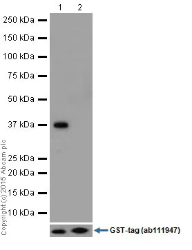 Western blot - Anti-Histone H2B (testis specific) antibody [EPR12881] - BSA and Azide free (AB250047)