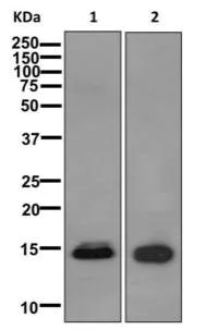 Western blot - Anti-Histone H2B (testis specific) antibody [EPR12881] - BSA and Azide free (AB250047)