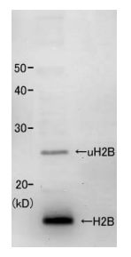 Western blot - Anti-Histone H2B (yeast) antibody (AB188271)