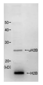 Western blot - Anti-Histone H2B (yeast) antibody (AB188271)