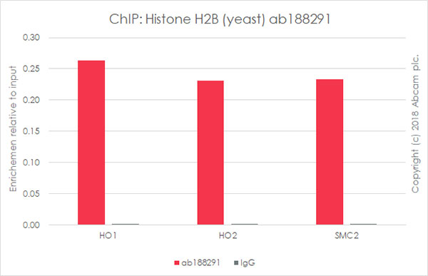 ChIP - Anti-Histone H2B (yeast) antibody [EPR18094] - BSA and Azide free (AB250944), expandable thumbnail