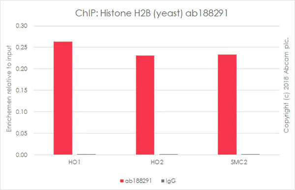 ChIP - Anti-Histone H2B (yeast) antibody [EPR18094] - BSA and Azide free (AB250944)