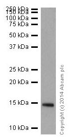 Western blot - Anti-Histone H2B (yeast) antibody [EPR18094] - BSA and Azide free (AB250944), expandable thumbnail