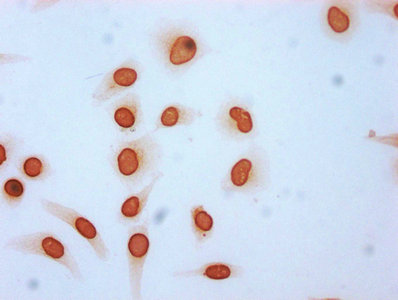 Immunocytochemistry - Anti-Histone H3 (acetyl K115) antibody (AB240888)