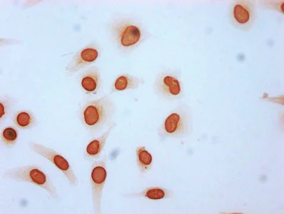 Immunocytochemistry - Anti-Histone H3 (acetyl K115) antibody (AB240888)