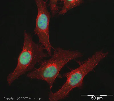 Immunocytochemistry/ Immunofluorescence - Anti-Histone H3 (acetyl K122) antibody (AB33309)