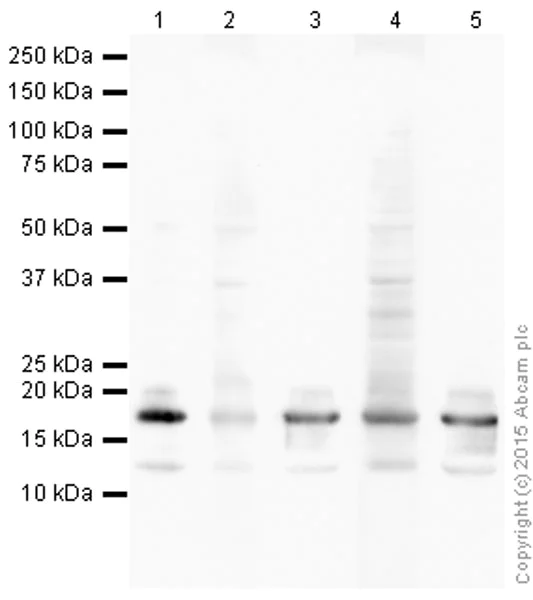 Western blot - Anti-Histone H3 (acetyl K122) antibody (AB33309)