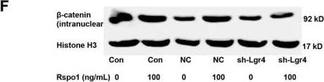 Western blot - Anti-Histone H3 (acetyl K122) antibody (AB33309)