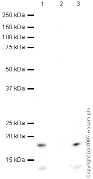 Western blot - Anti-Histone H3 (acetyl K122) antibody (AB33309)