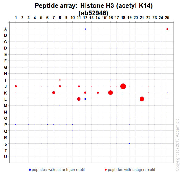 Peptide Array - Anti-Histone H3 (acetyl K14) antibody [EP964Y] - BSA and Azide free (AB203952), expandable thumbnail