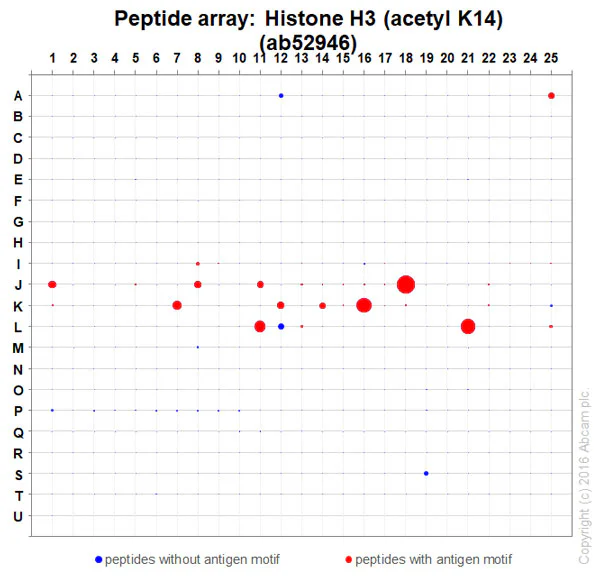 Peptide Array - Anti-Histone H3 (acetyl K14) antibody [EP964Y] - BSA and Azide free (AB203952)