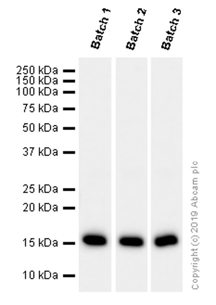 Western blot - Anti-Histone H3 (acetyl K14) antibody [EP964Y] - BSA and Azide free (AB203952), expandable thumbnail