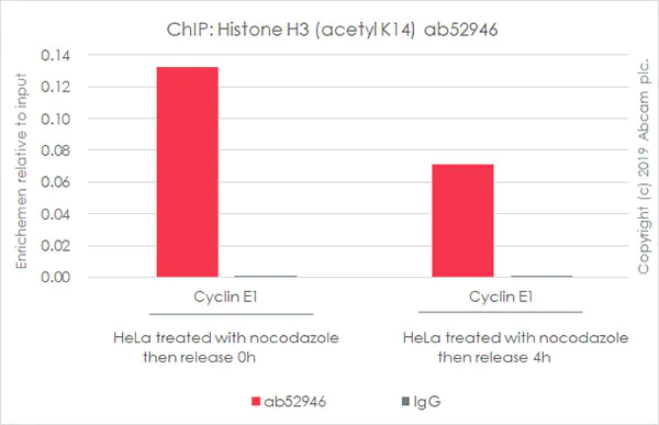 ChIP - Anti-Histone H3 (acetyl K14) antibody [EP964Y] - ChIP Grade (AB52946)