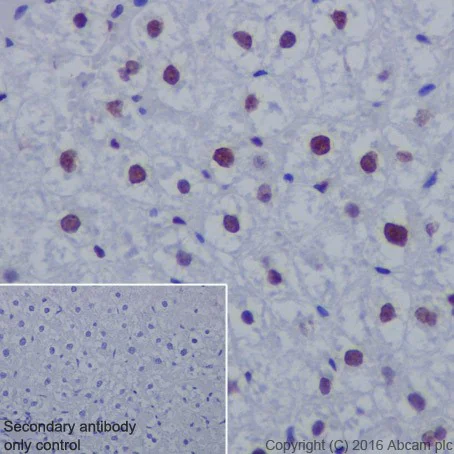 Immunohistochemistry (Formalin/PFA-fixed paraffin-embedded sections) - Anti-Histone H3 (acetyl K14) antibody [EP964Y] - ChIP Grade (AB52946)