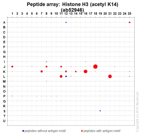 Peptide Array - Anti-Histone H3 (acetyl K14) antibody [EP964Y] - ChIP Grade (AB52946)