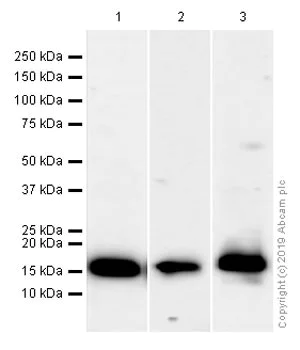 Western blot - Anti-Histone H3 (acetyl K14) antibody [EP964Y] - ChIP Grade (AB52946)