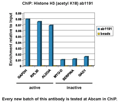 ChIP - Anti-Histone H3 (acetyl K18) antibody - ChIP Grade (AB1191)