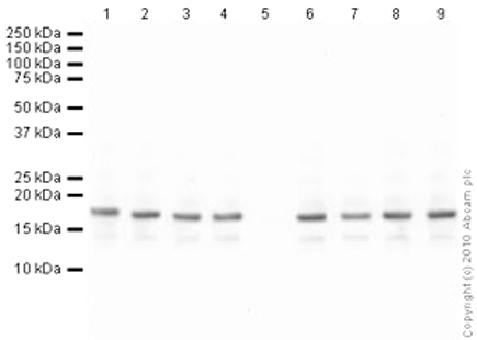 Western blot - Anti-Histone H3 (acetyl K18) antibody - ChIP Grade (AB1191)