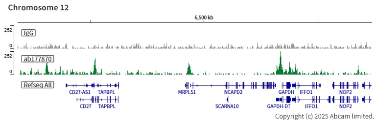 ChIC/CUT&RUN sequencing - Anti-Histone H3 (acetyl K18) antibody [EPR16595] - ChIP Grade (AB177870)