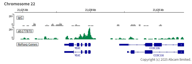 ChIC/CUT&RUN sequencing - Anti-Histone H3 (acetyl K18) antibody [EPR16595] - ChIP Grade (AB177870)