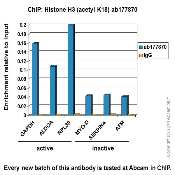 ChIP - Anti-Histone H3 (acetyl K18) antibody [EPR16595] - ChIP Grade (AB177870)