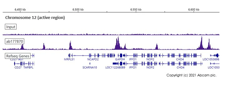 ChIP-sequencing - Anti-Histone H3 (acetyl K18) antibody [EPR16595] - ChIP Grade (AB177870)