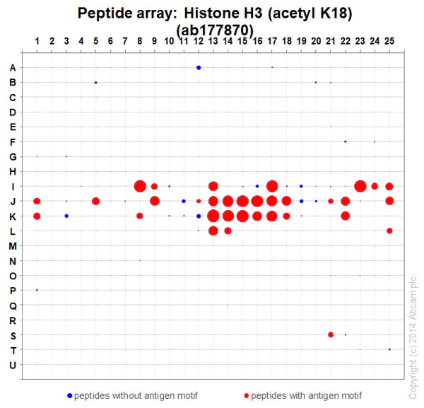 Peptide Array - Anti-Histone H3 (acetyl K18) antibody [EPR16595] - ChIP Grade (AB177870)