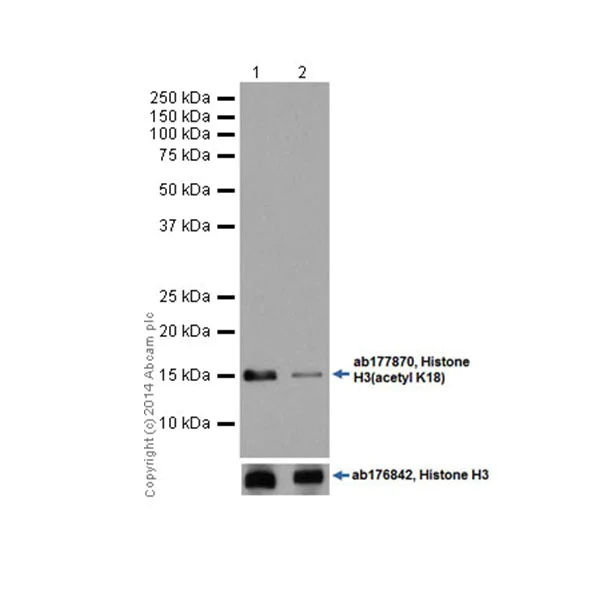 Western blot - Anti-Histone H3 (acetyl K18) antibody [EPR16595] - ChIP Grade (AB177870)